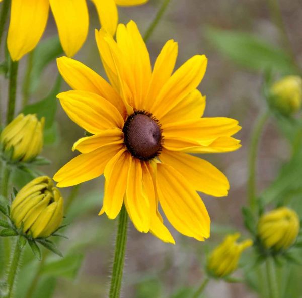 Rudbeckia, Sommar-